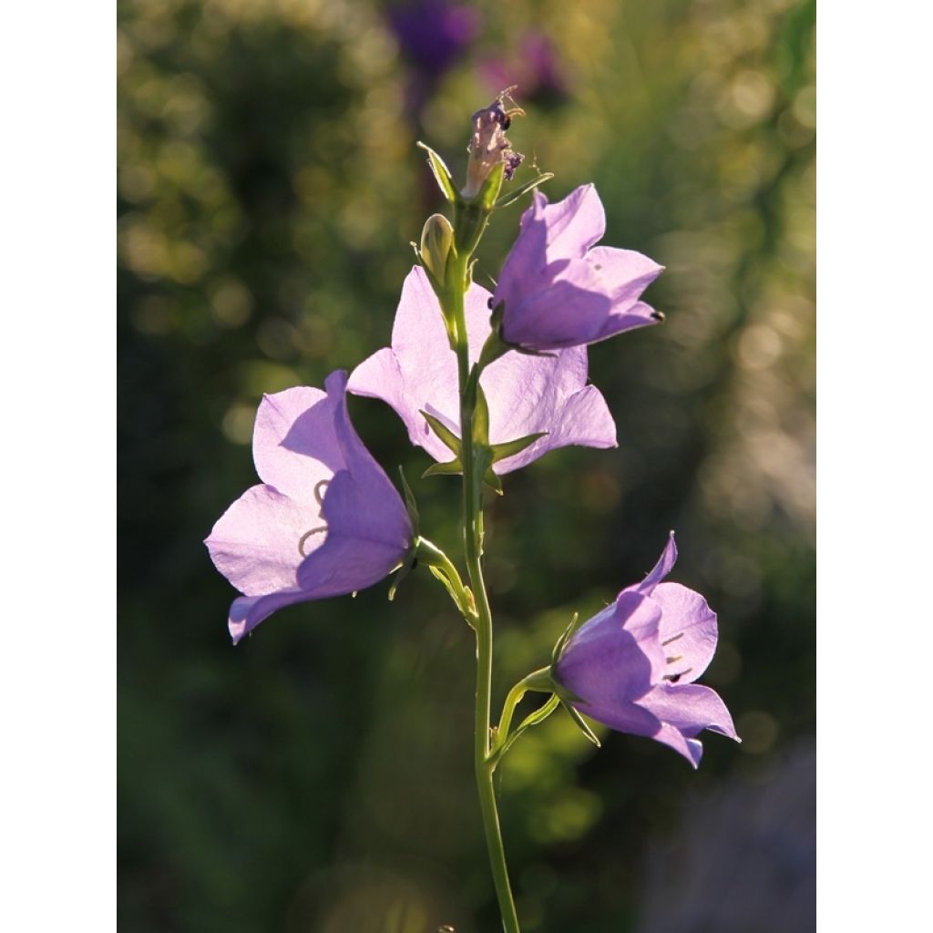 Campanula persicifolia - Prachtklokje
