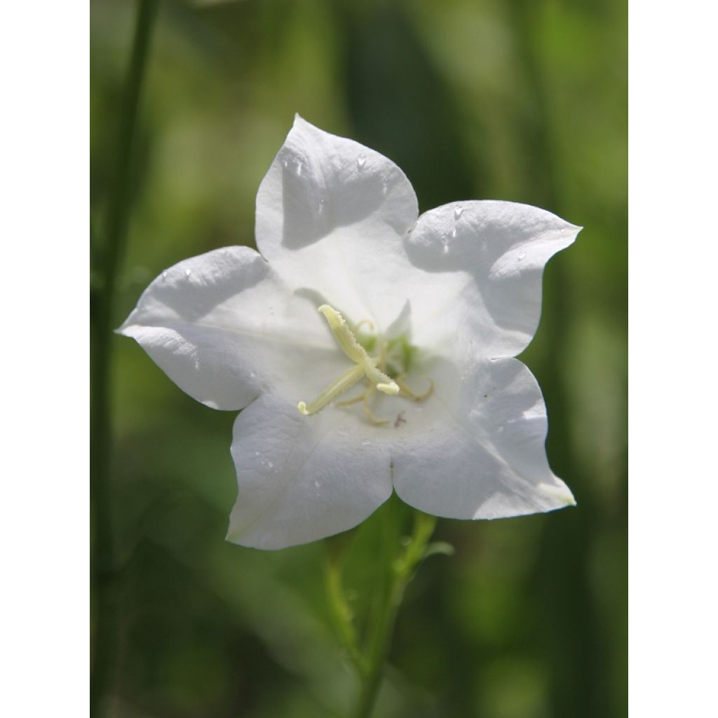 Campanula persicifolia Alba - Prachtklokje