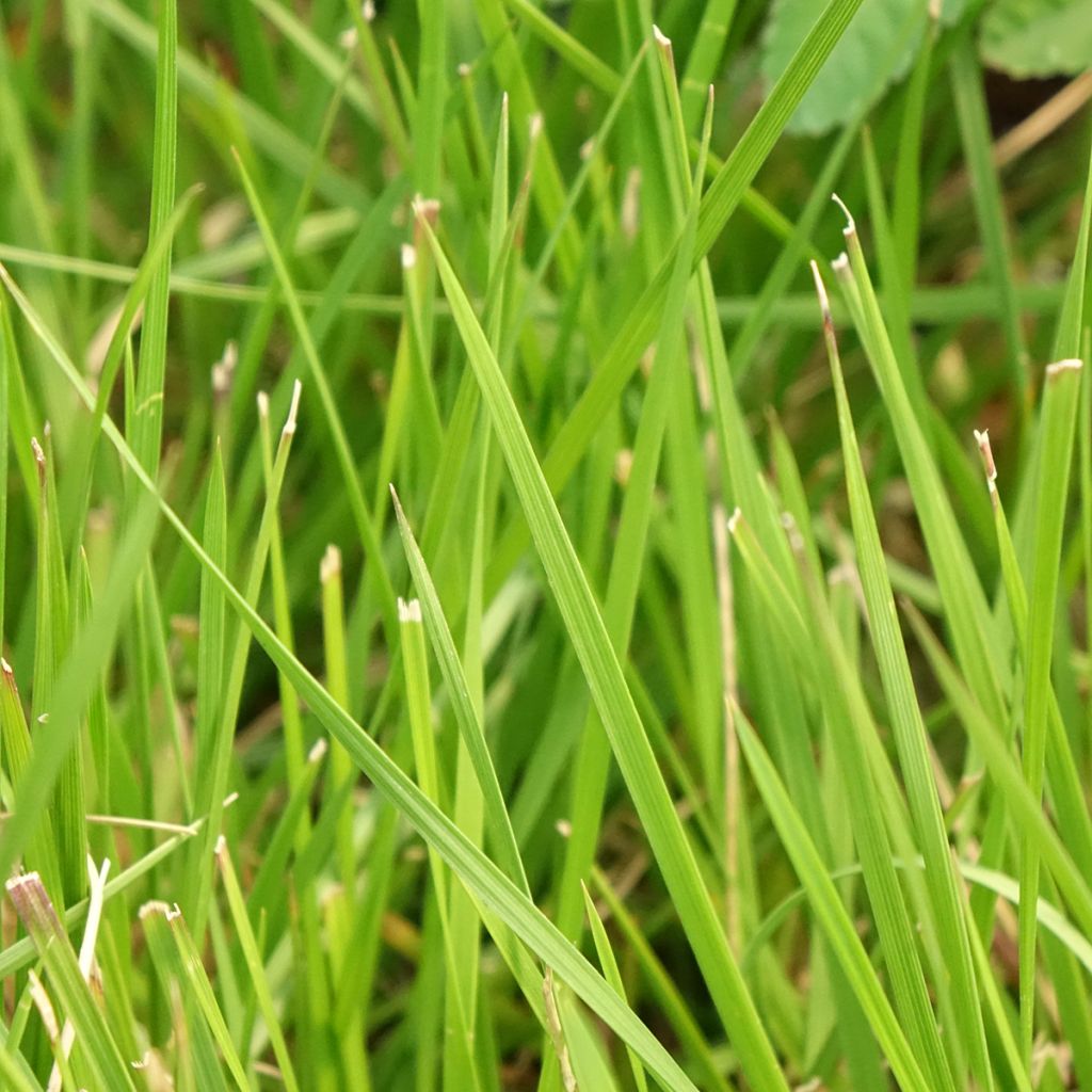 Deschampsia cespitosa Tauträger - Ruwe smele