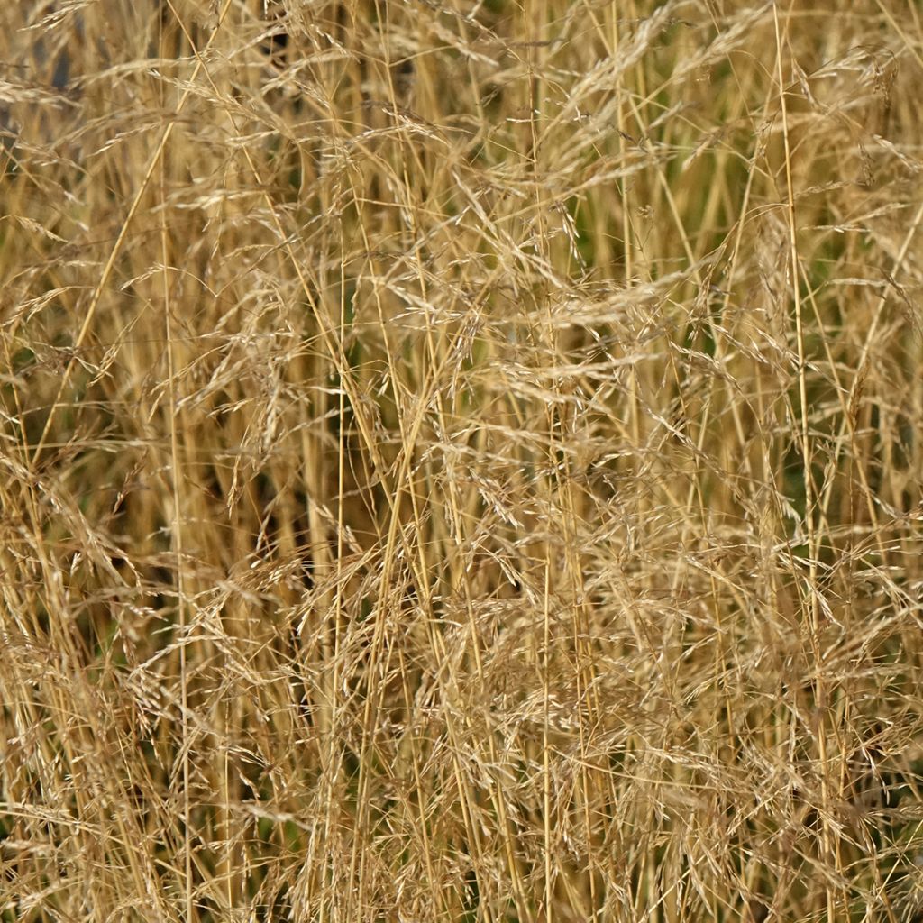 Deschampsia cespitosa Vivipara - Ruwe smele