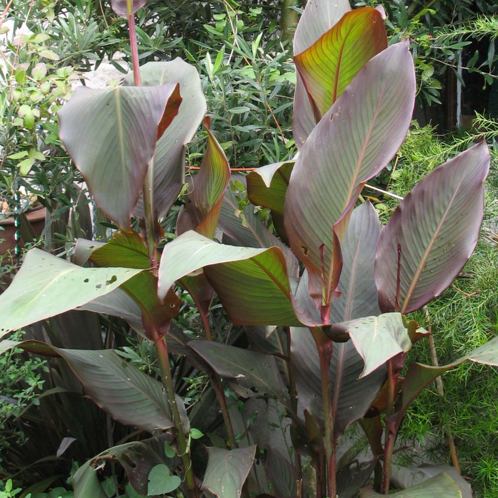 Canna indica Purpurea - Indisch bloemriet