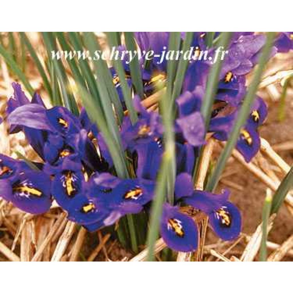 Iris réticulata Cantab*