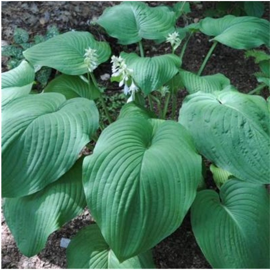 Hosta T Rex - Hartlelie