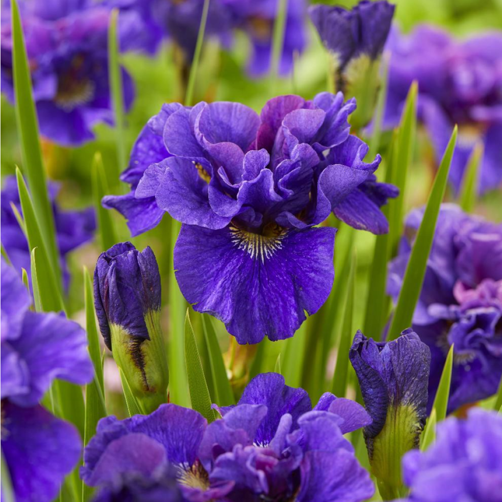 Iris sibirica Concord Crush - Siberische iris