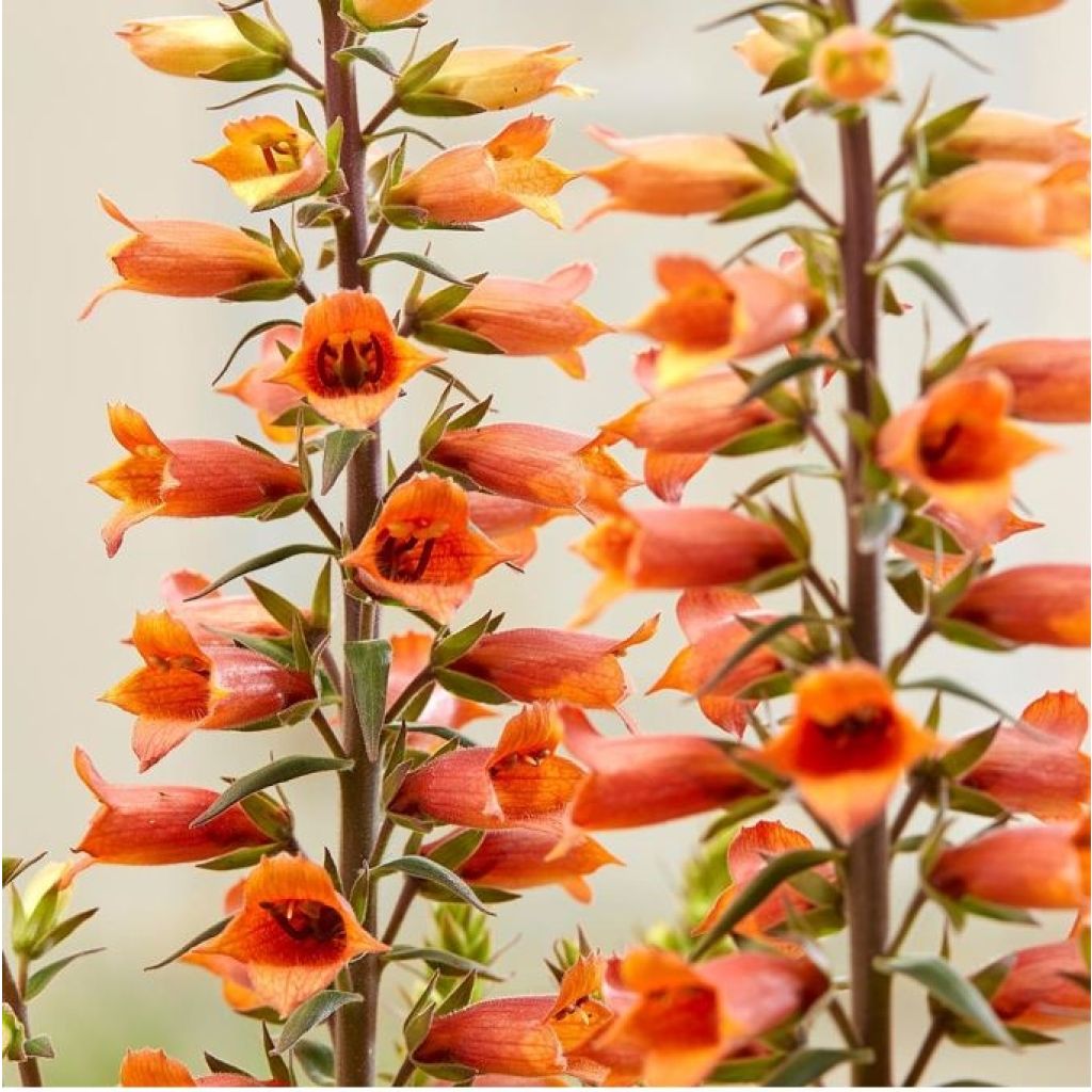 Digitalis valinii Firecracker - Vingerhoedskruid