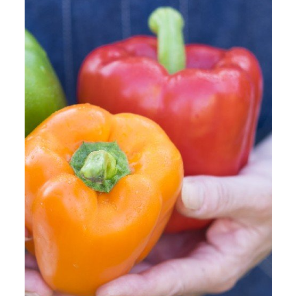 Collectie duo van 2 rode en gele paprika's als GEËNTE planten