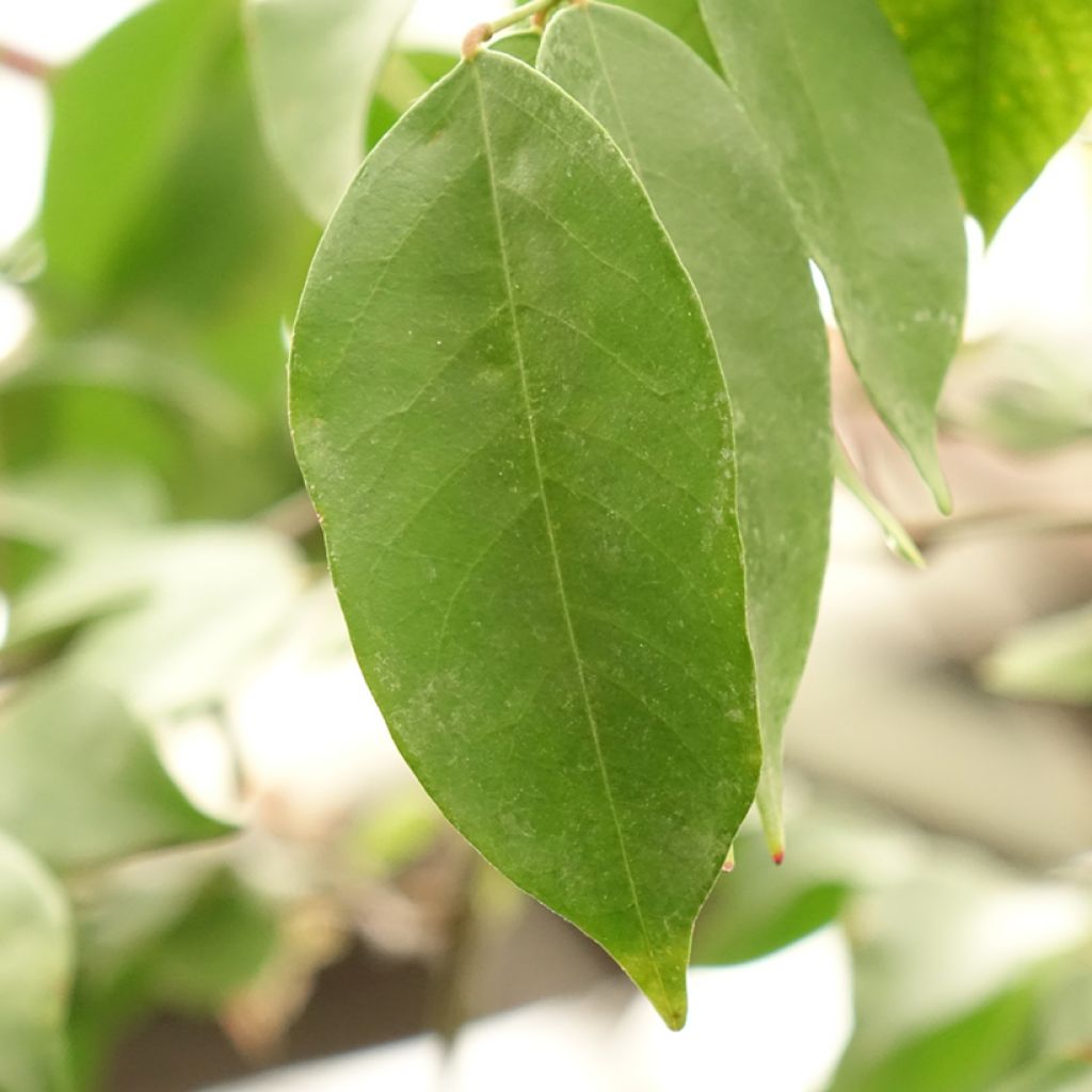 Stervrucht - Averrhoa carambola Arkin