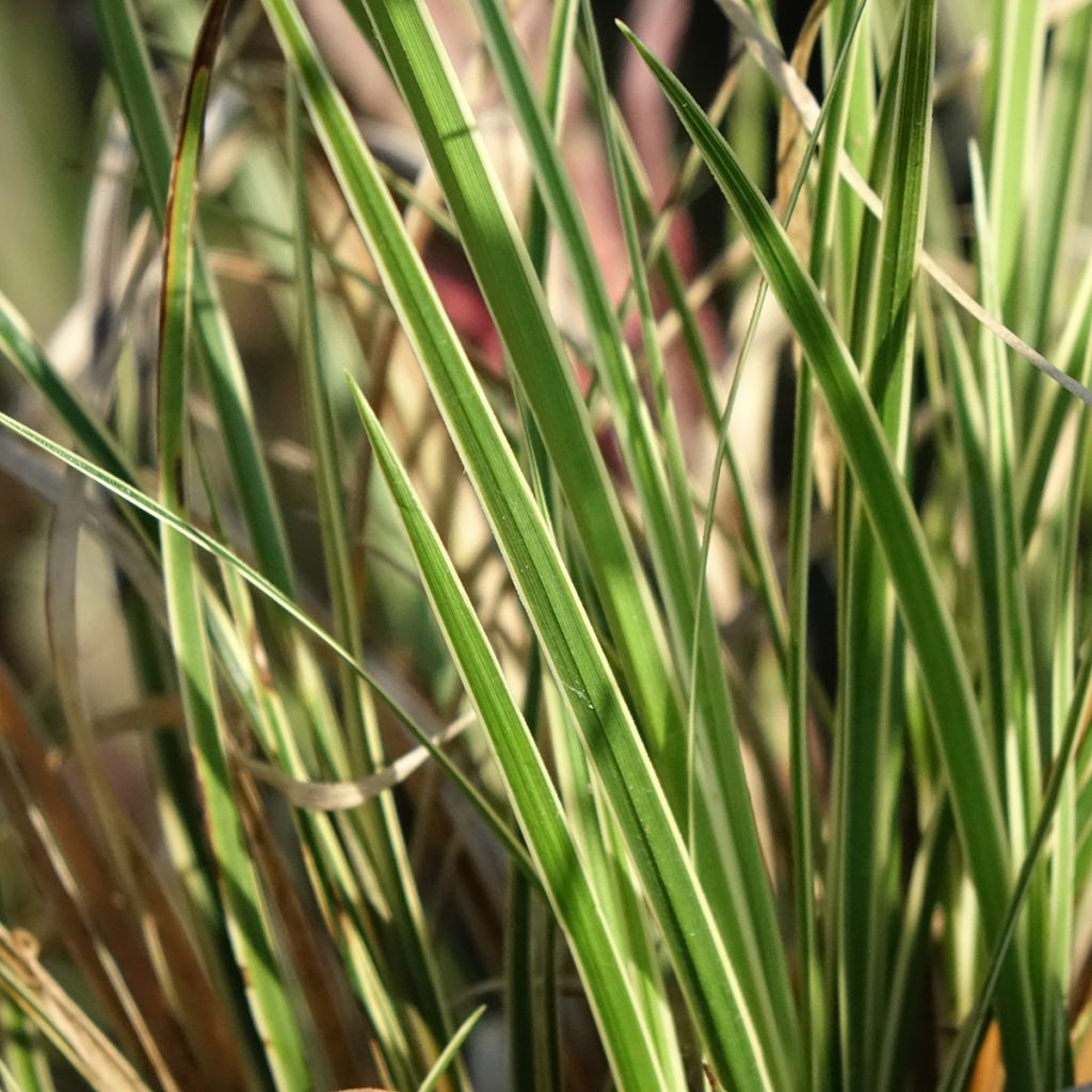 Carex brunnea Aureovariegata - Bonte zegge