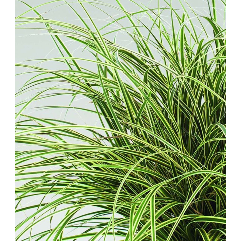 Carex brunnea Jenneke - Bonte zegge