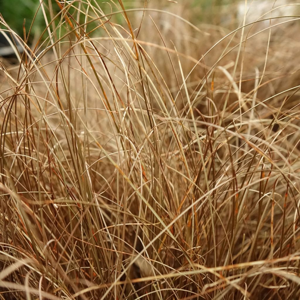 Carex comans Bronze Form - Zegge