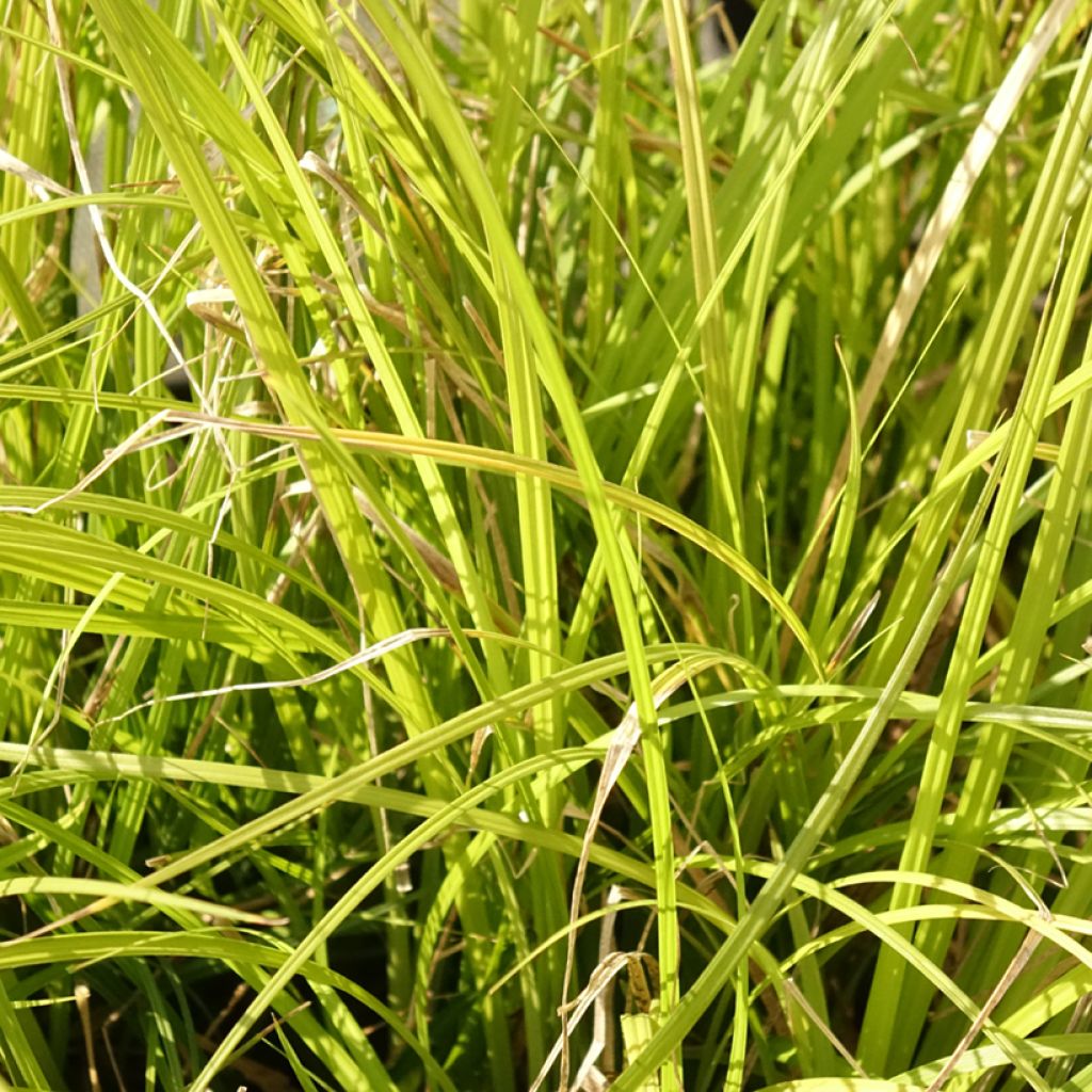 Carex lenta Osaka - Zegge
