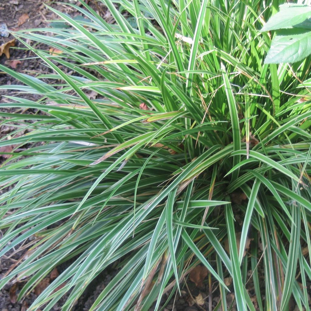 Carex morrowii Variegata - Japanse zegge