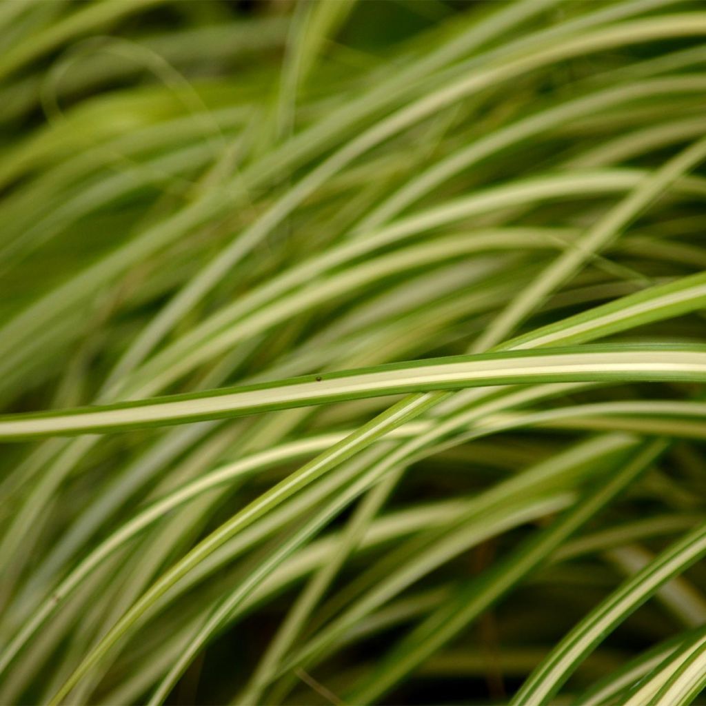 Carex oshimensis Evergold - Japanse zegge