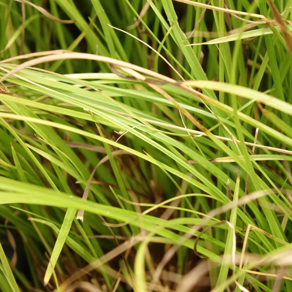 Carex remota - IJle zegge
