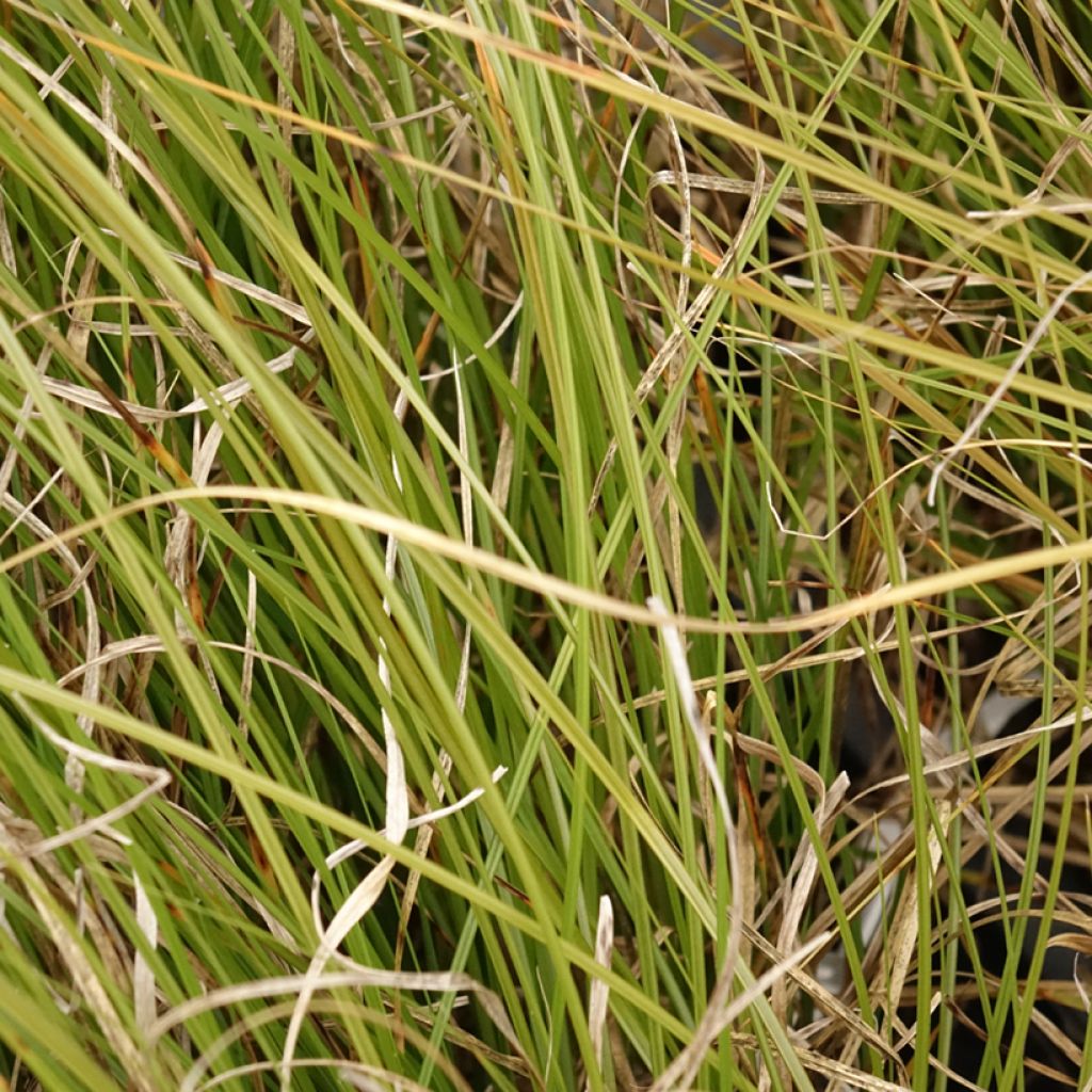 Carex secta - Laîche