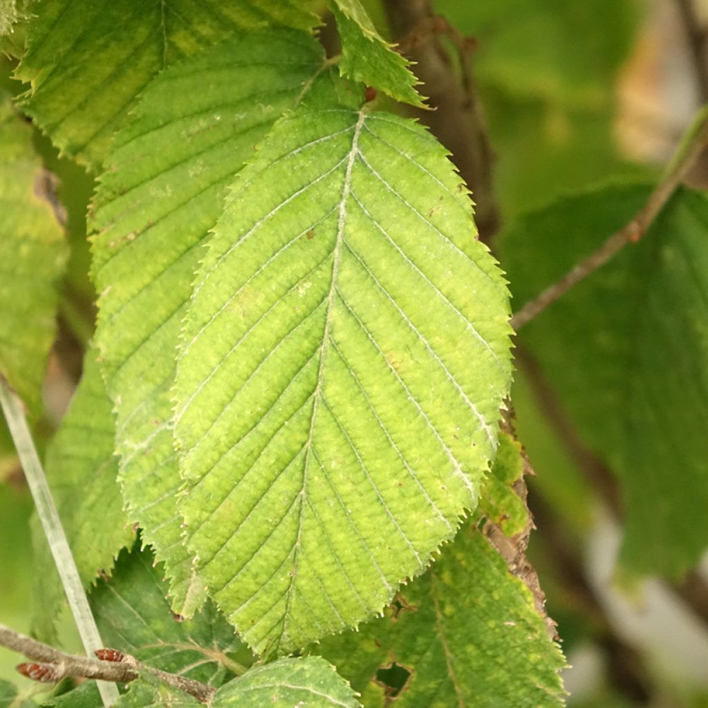 Carpinus betulus Fastigiata Monument - Haagbeuk