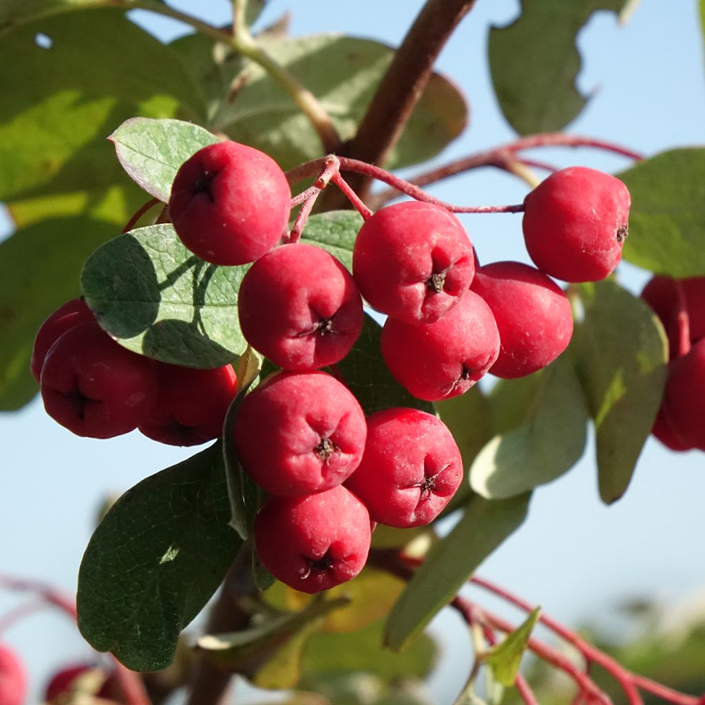 Carpinus betulus Quercifolia - Haagbeuk