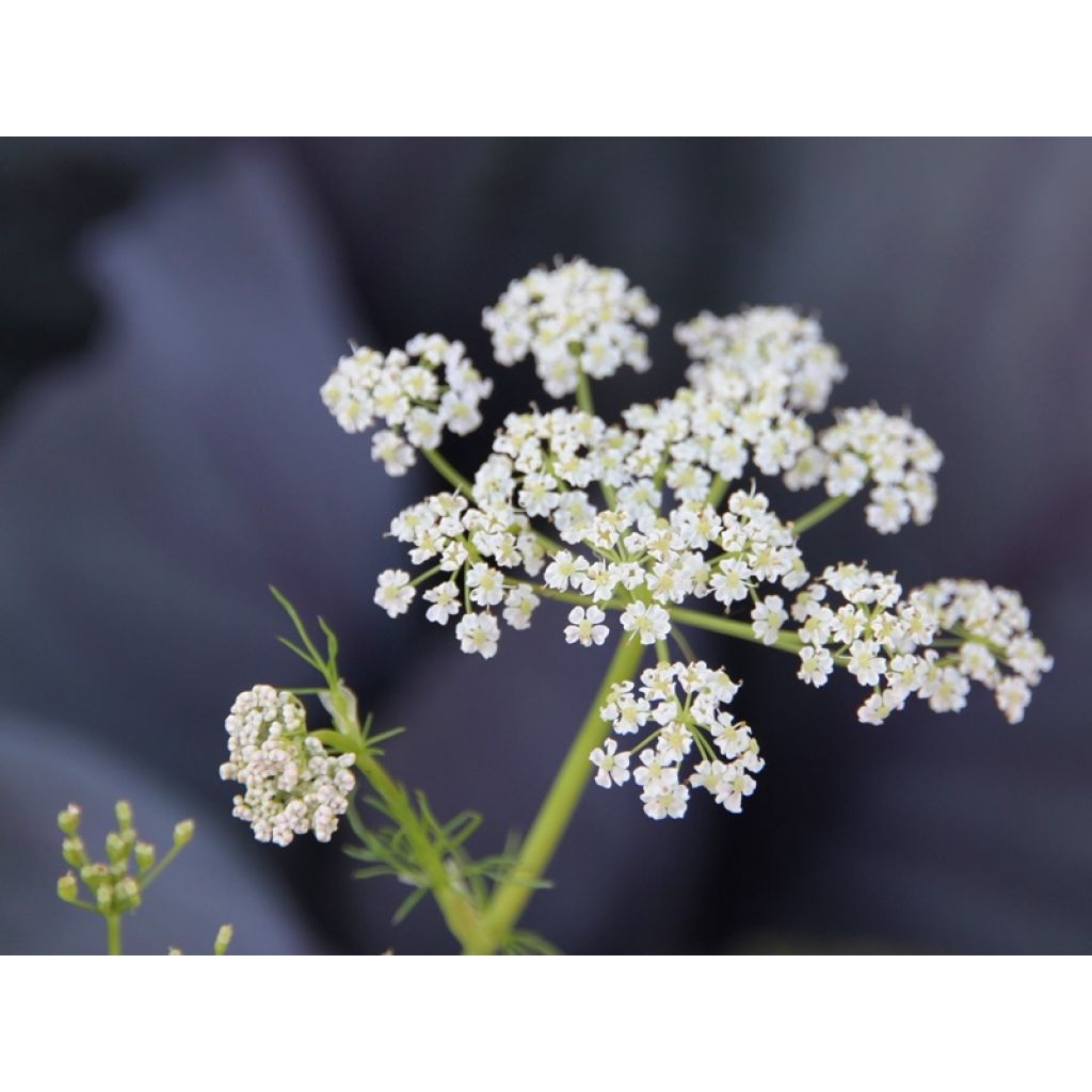 Carum carvi - Karwij