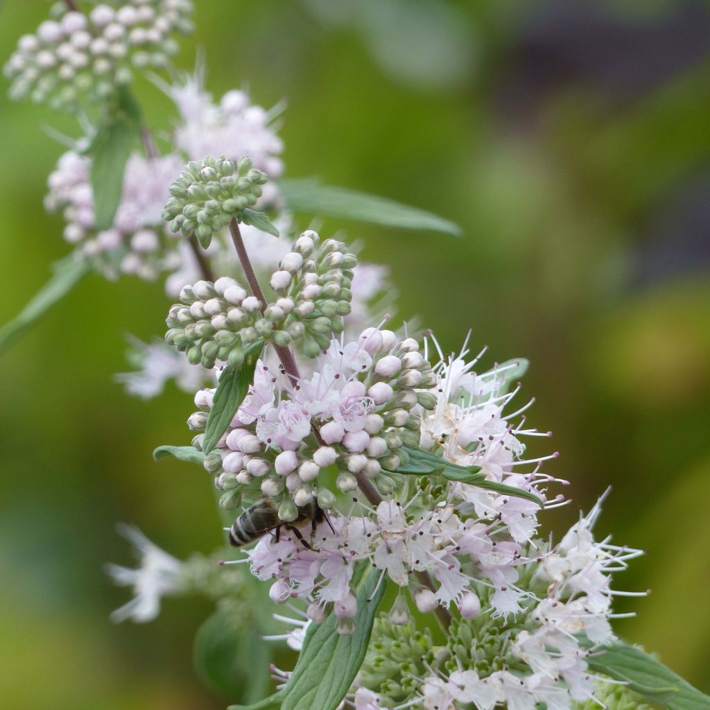 Caryopteris clandonensis Pink Perfection - Blauwe spirea