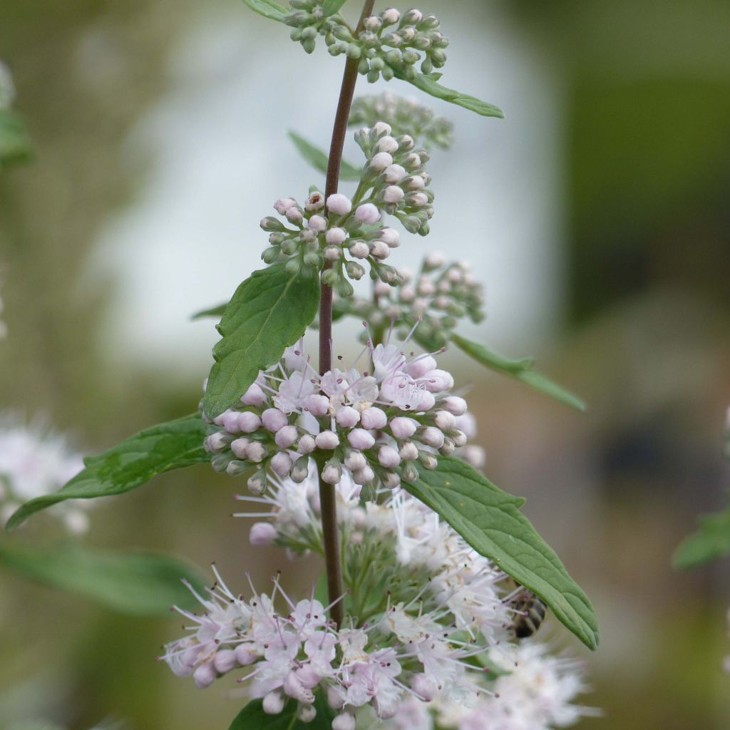 Caryopteris clandonensis Pink Perfection - Blauwe spirea