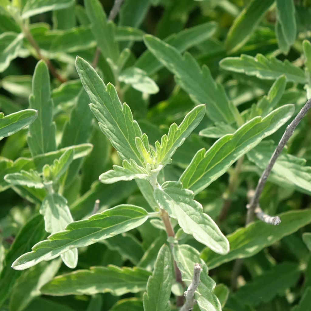 Caryopteris clandonensis Stephi - Blauwe spirea
