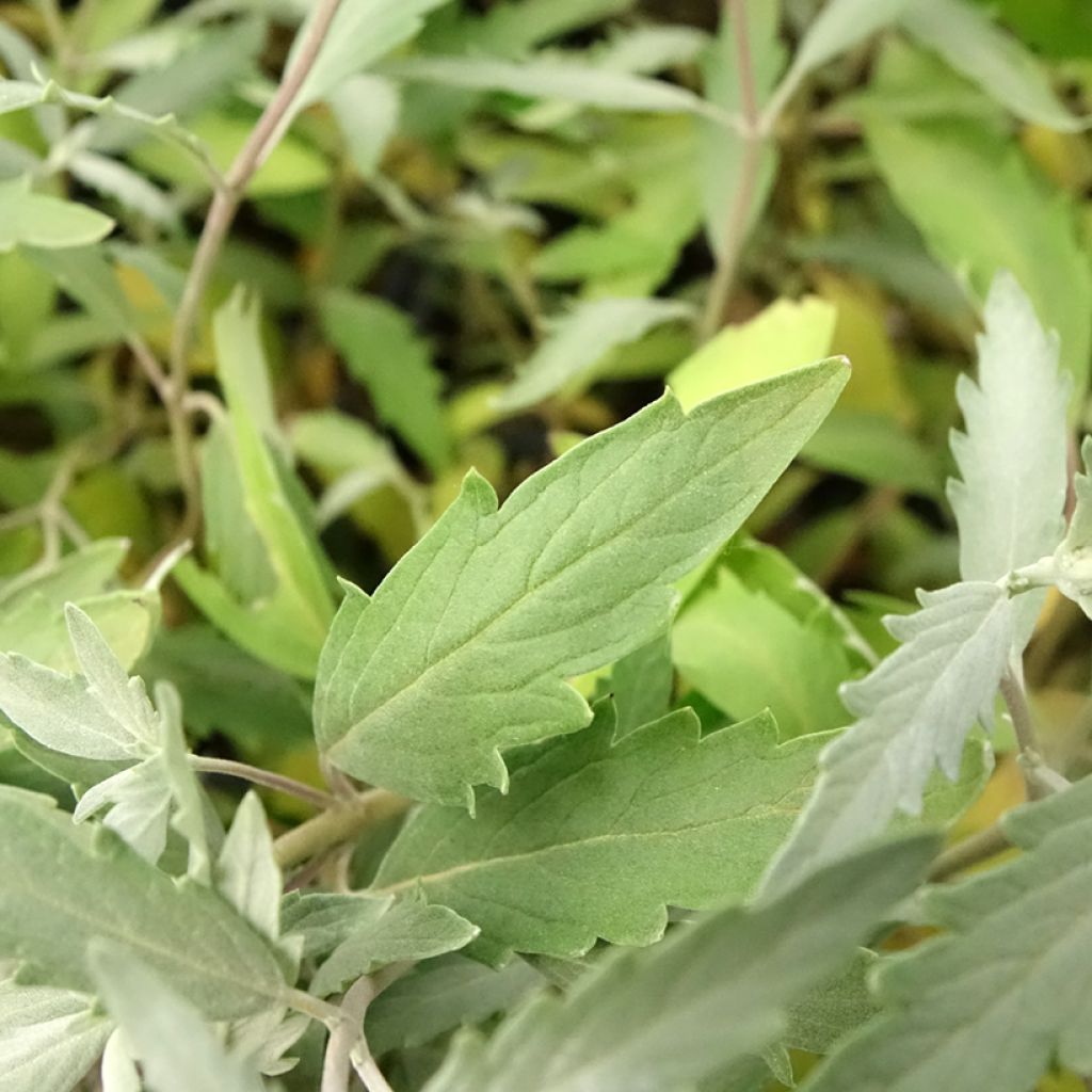 Caryopteris clandonensis Sterling Silver - Blauwe spirea