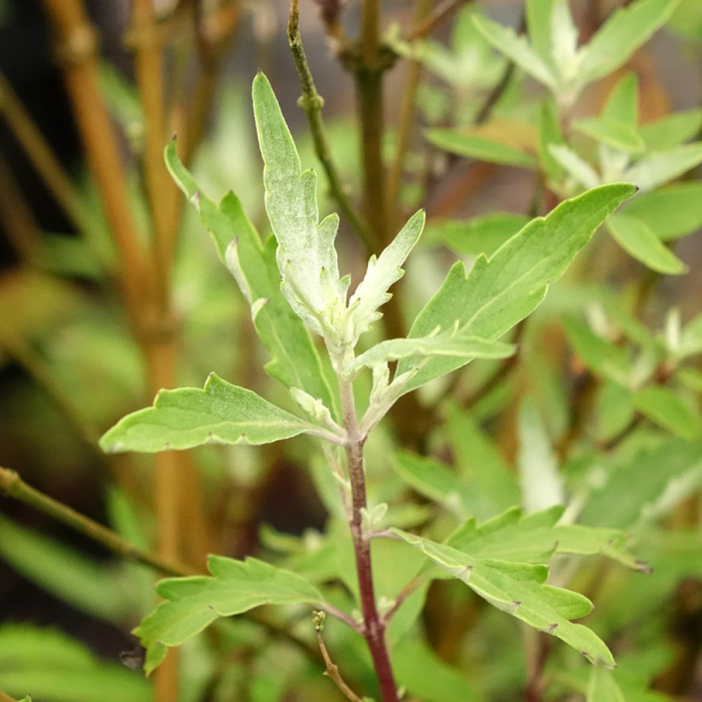 Caryopteris clandonensis Sterling Silver - Blauwe spirea