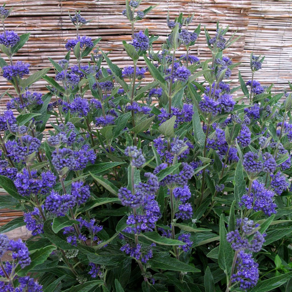 Caryopteris clandonensis Thetis - Blauwe spirea