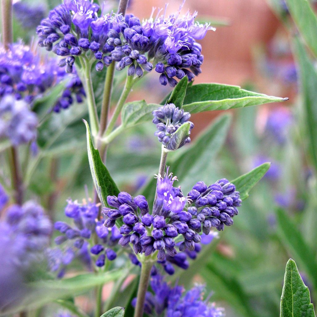Caryopteris clandonensis Thetis - Blauwe spirea