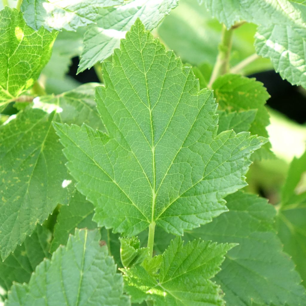 Zwarte bes Perles d'Auvergne Georges Delbard