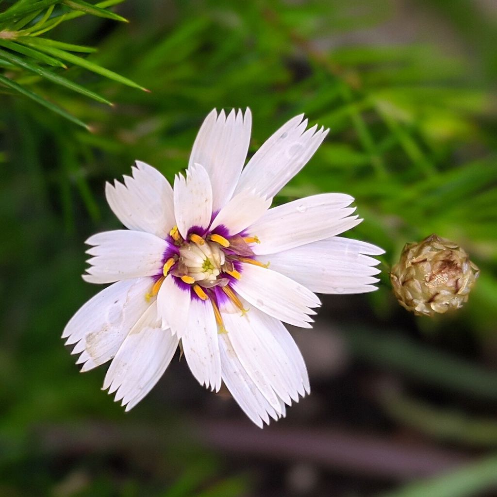 Catananche caerulea Alba - Witte strobloem