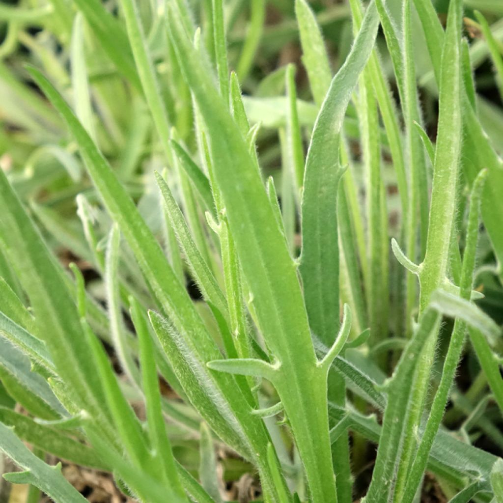 Catananche caerulea Alba - Witte strobloem
