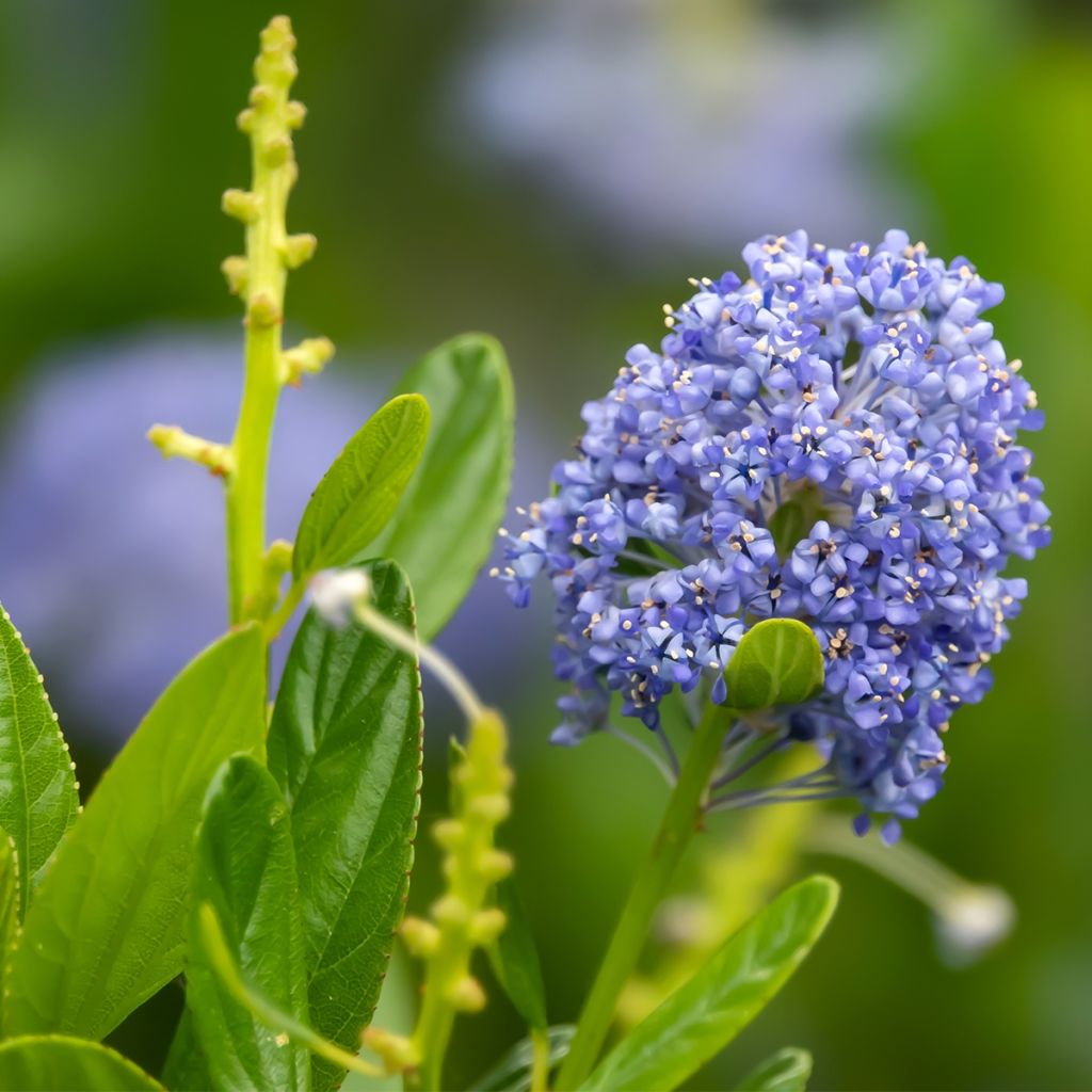 Ceanothus Autumnal Blue - Amerikaanse sering