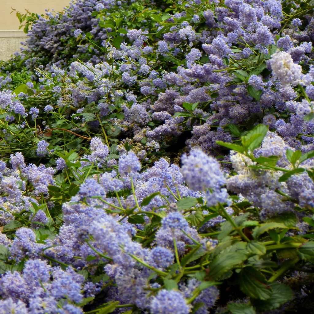 Ceanothus pallidus Marie Blue Minmari - Amerikaanse sering