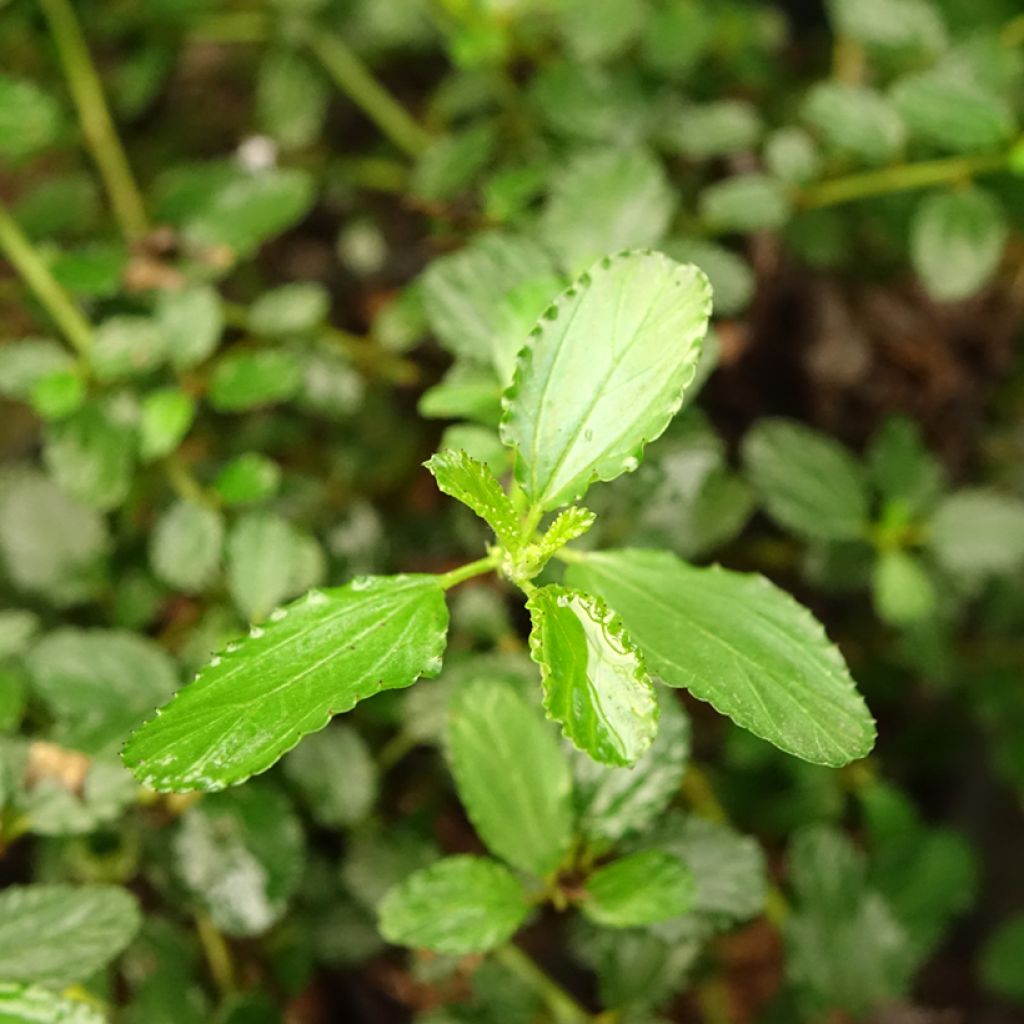 Ceanothus prostratus - Amerikaanse sering