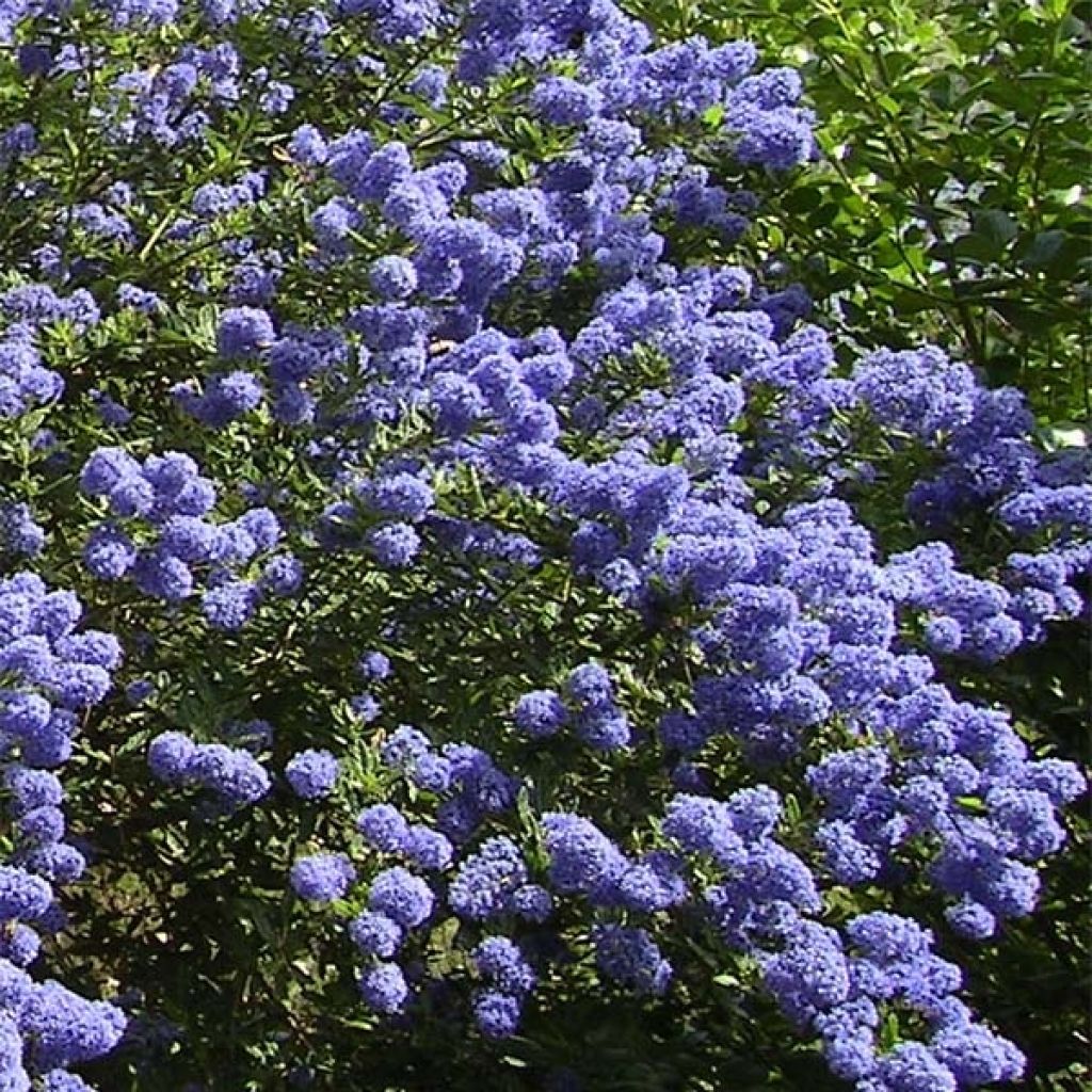 Ceanothus thyrsiflorus Repens - Amerikaanse sering