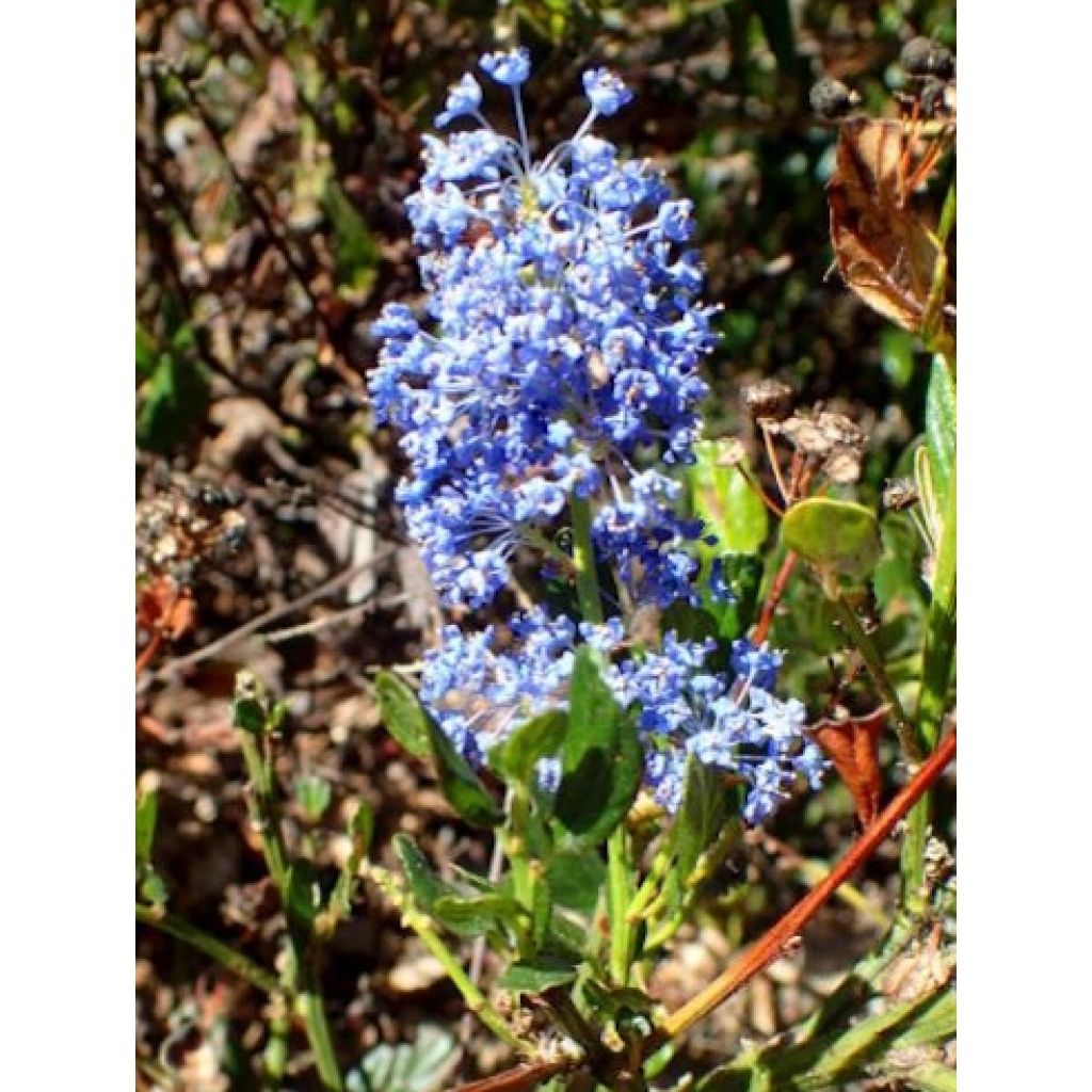 Ceanothus Skylark - Amerikaanse sering