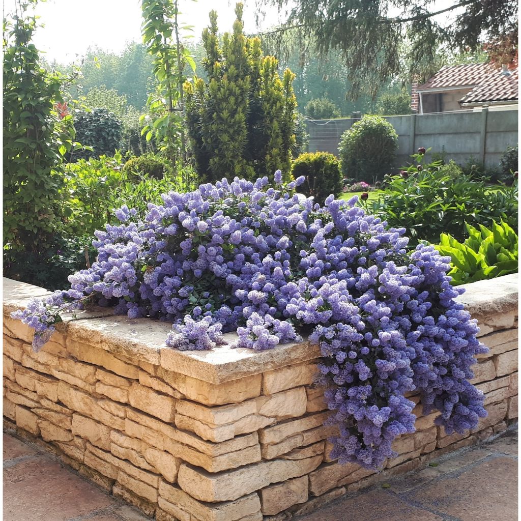 Ceanothus thyrsiflorus Repens - Amerikaanse sering