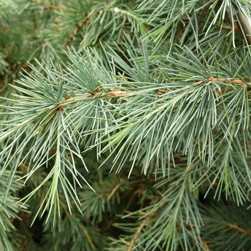 Cedrus deodara Pendula - Himalayaceder