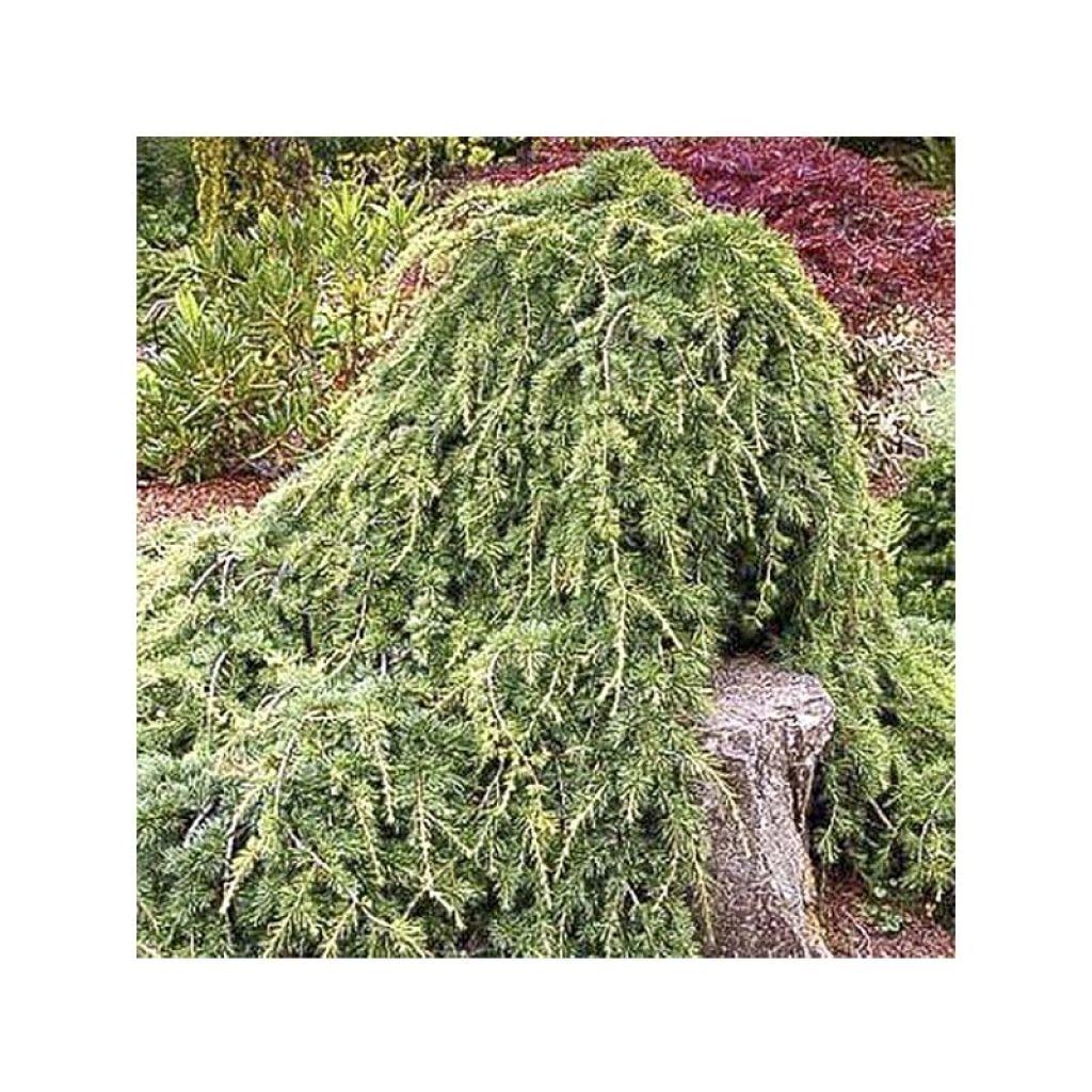 Cedrus libani atlantica Sargentii - Atlasceder