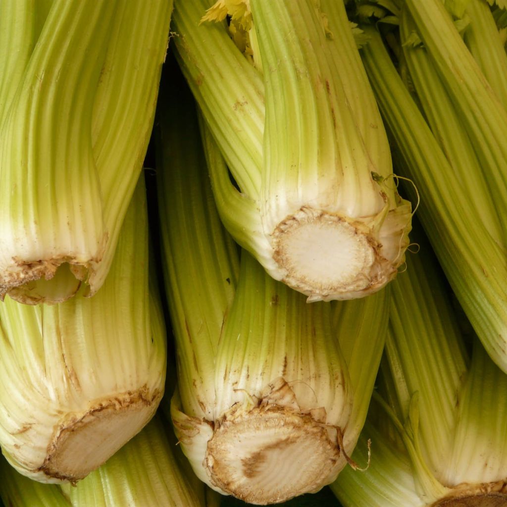 Bleekselderij d'Elne