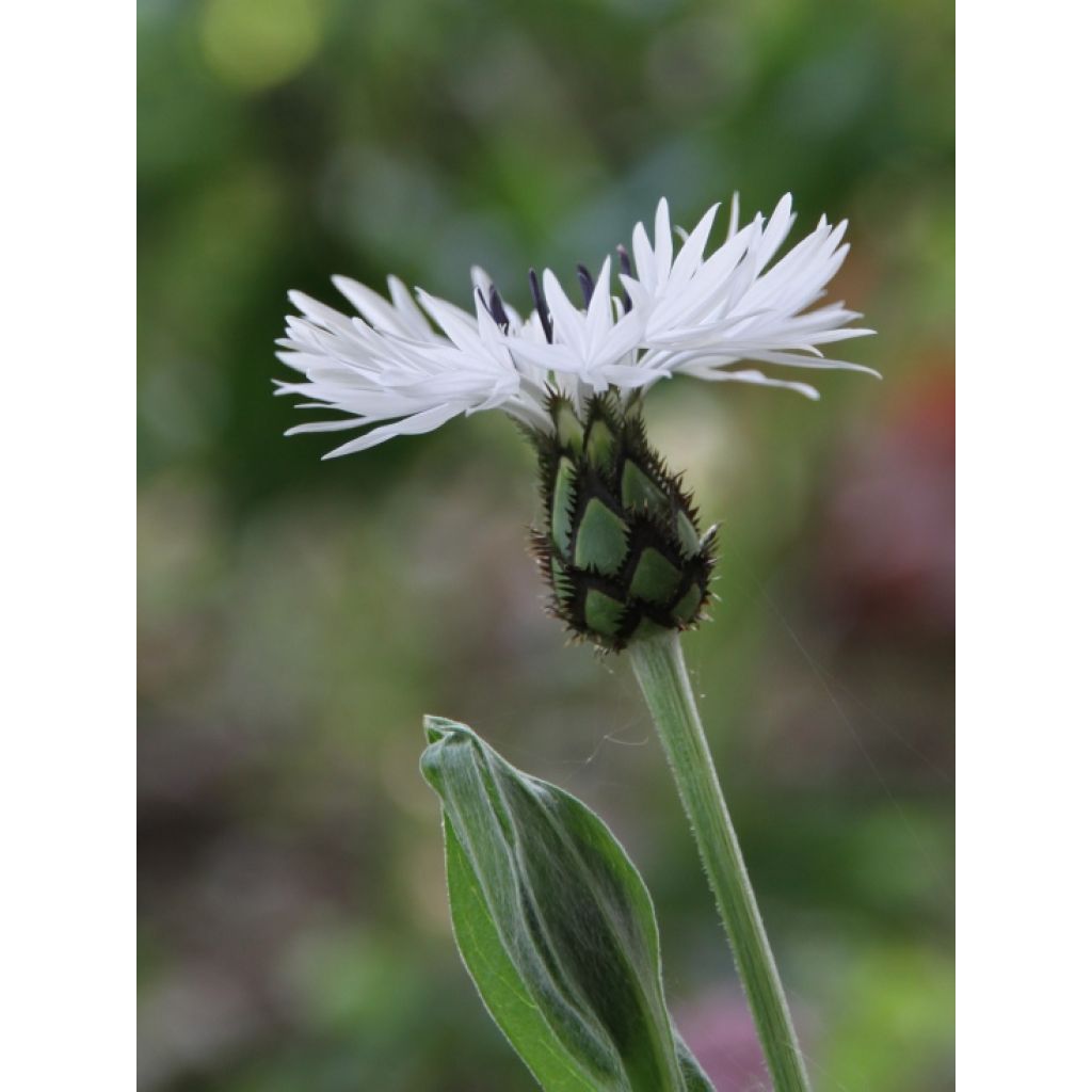 Centaurea montana Alba - Bergkorenbloem wit