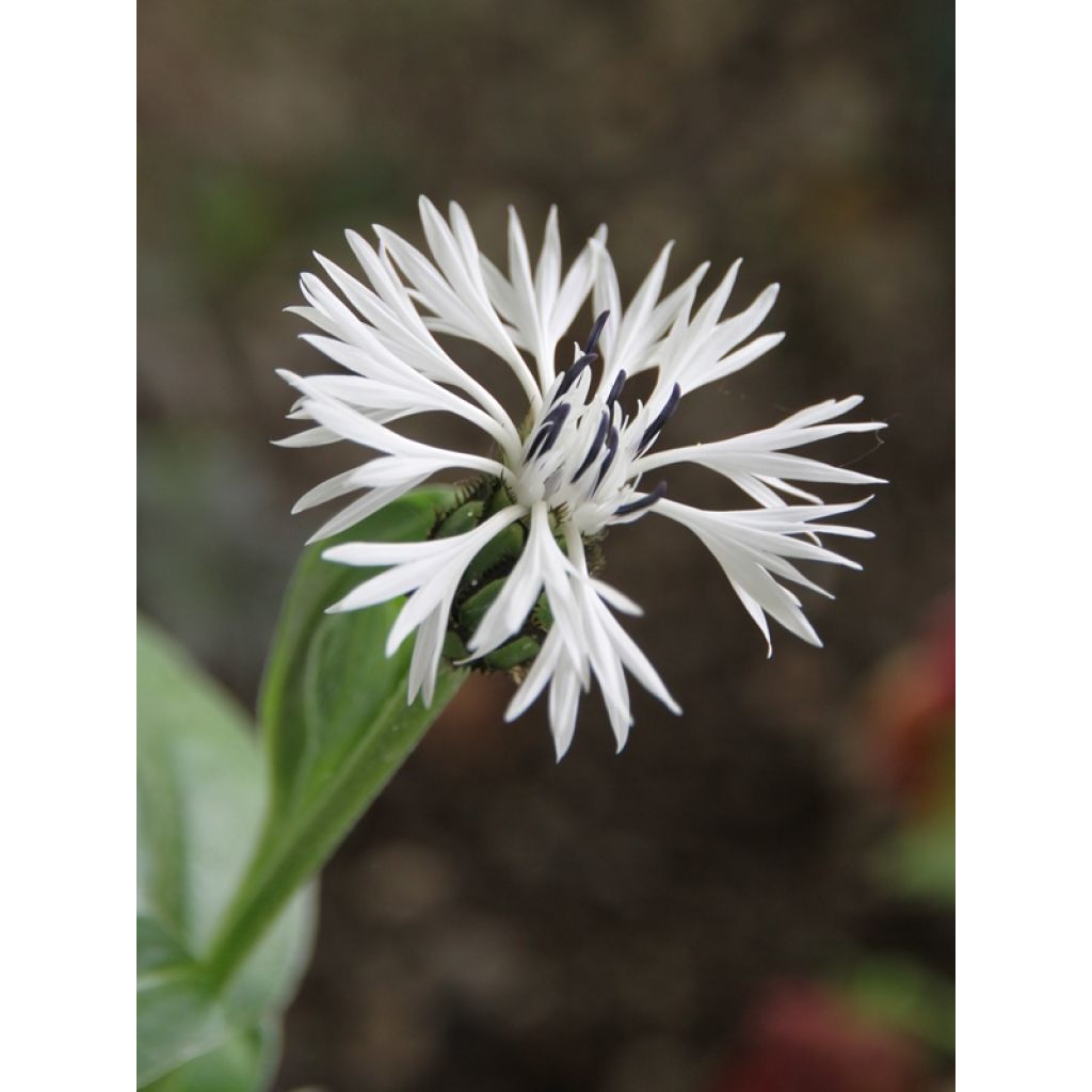 Centaurea montana Alba - Bergkorenbloem wit