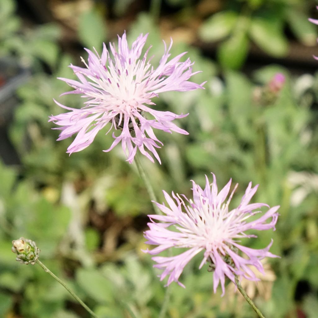 Centaurea bella - Centaurie