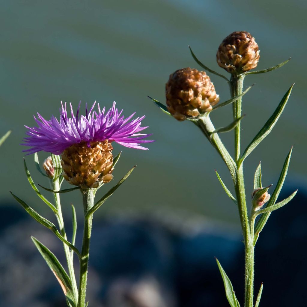 Centaurea jacea - Knoopkruid