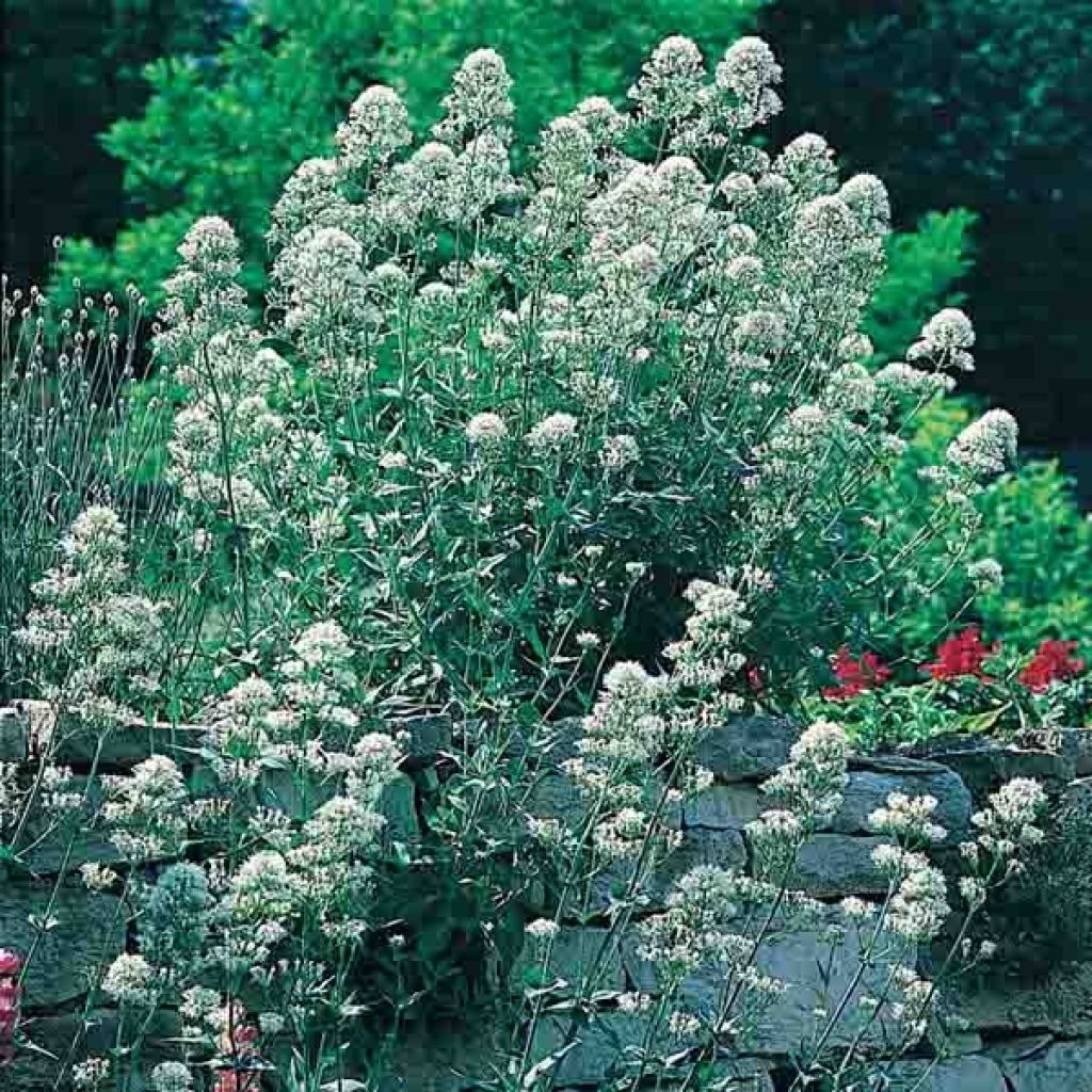Centranthus ruber Albus - Witte valeriaan