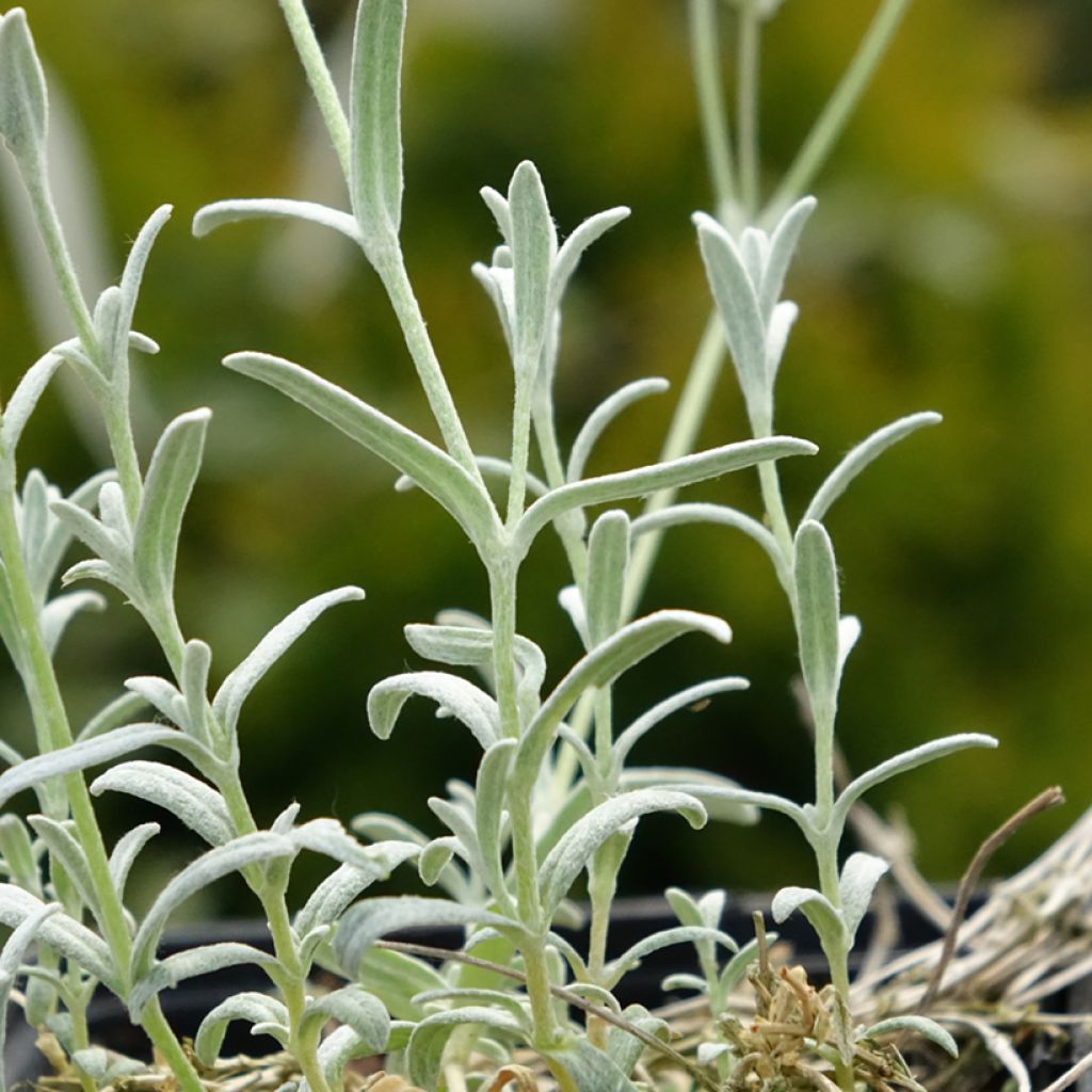 Cerastium tomentosum var. columnae - Viltige hoornbloem