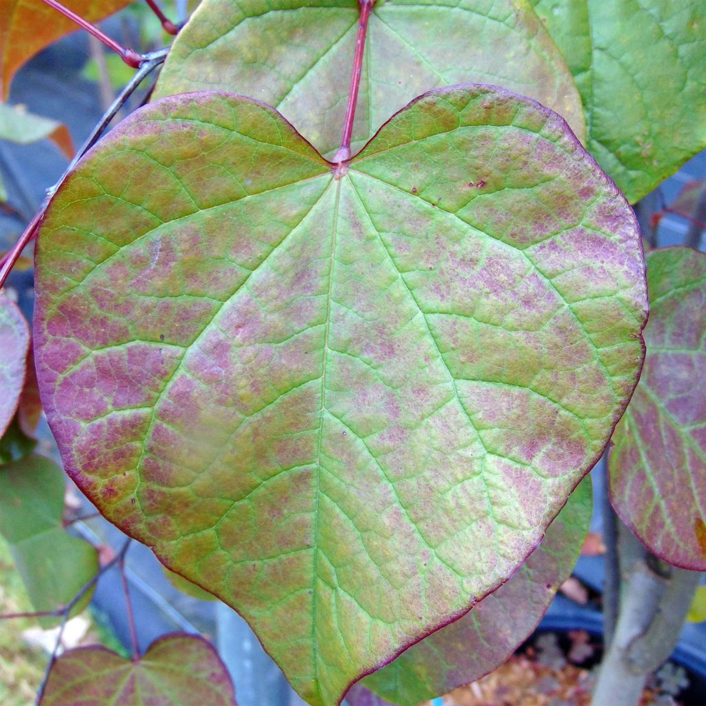 Cercis canadensis Forest Pansy - Amerikaanse Judasboom