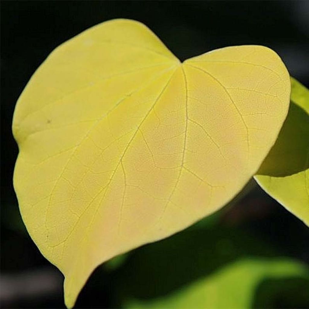 Cercis canadensis Hearts of Gold - Amerikaanse Judasboom