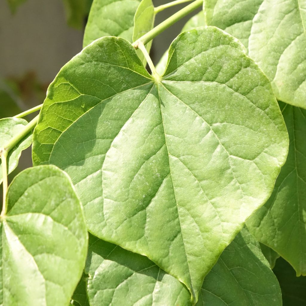 Cercis canadensis Pink Pom Poms - Amerikaanse Judasboom